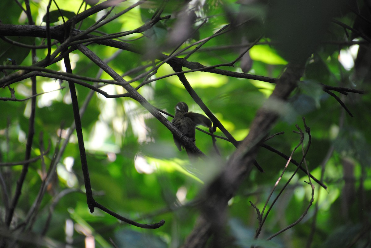 Kuzeyli Düz Zenops - ML646434222