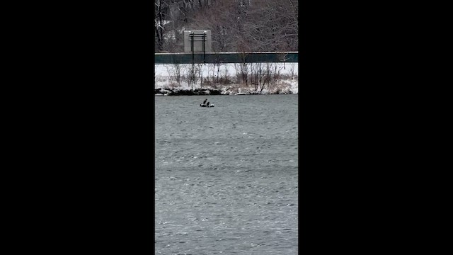 Double-crested Cormorant - ML646434224