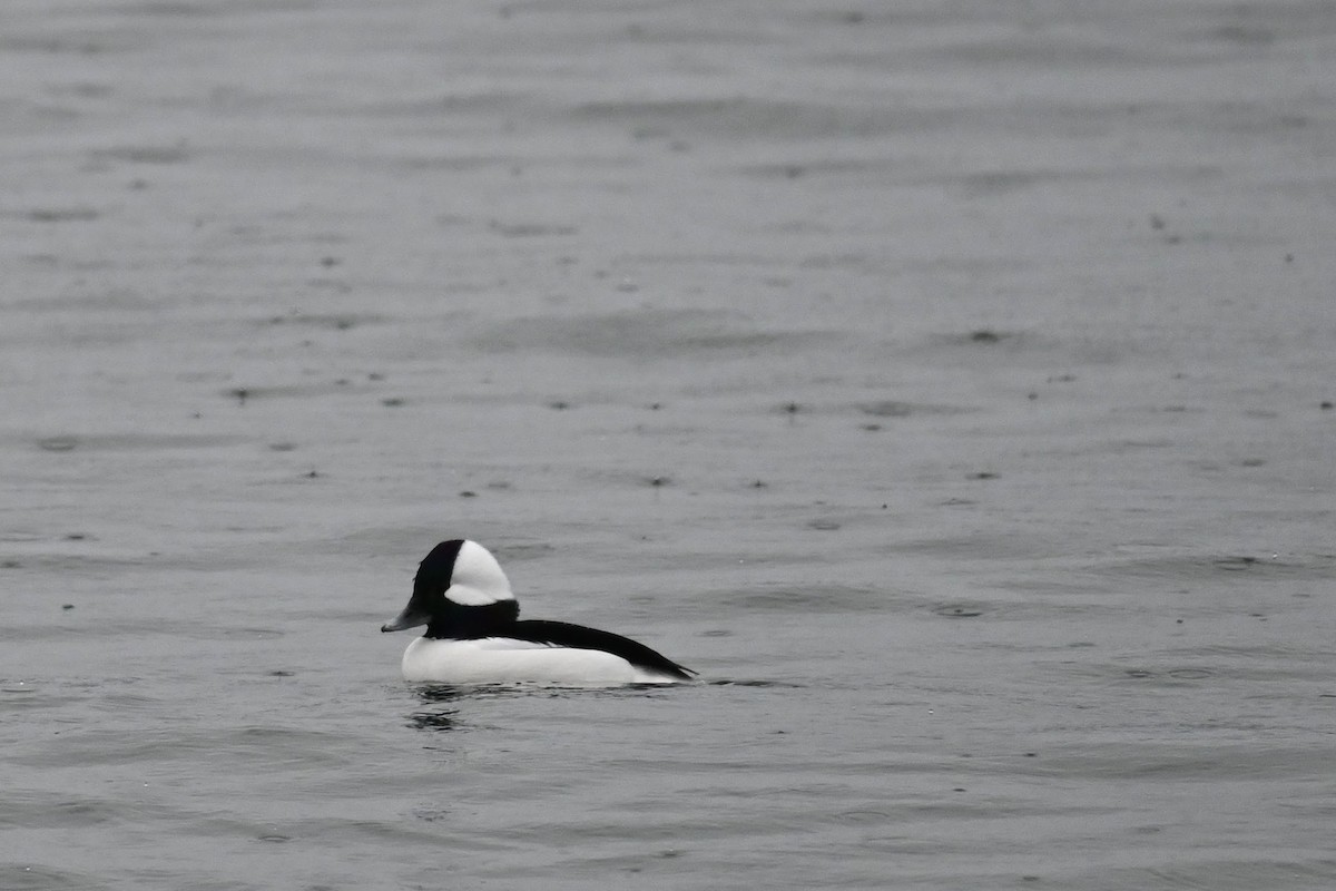 Ak Yanaklı Ördek - ML646434225