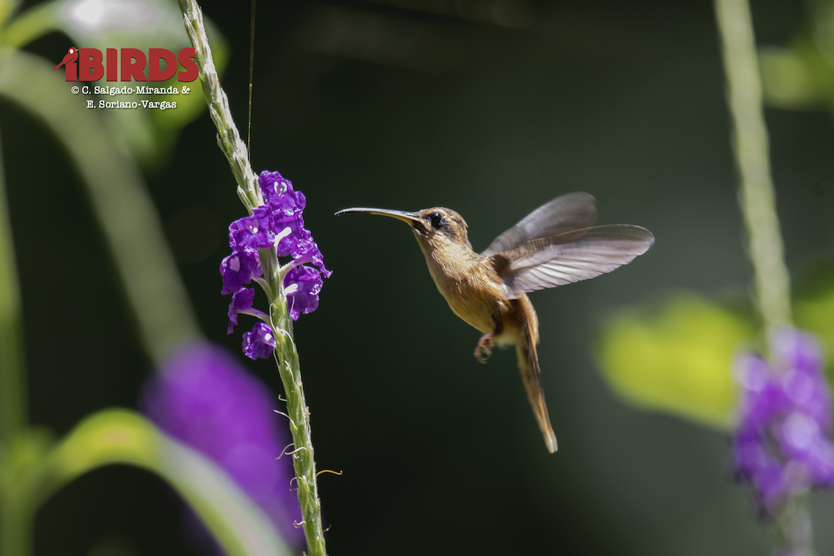 kolibřík proužkohrdlý - ML646434226