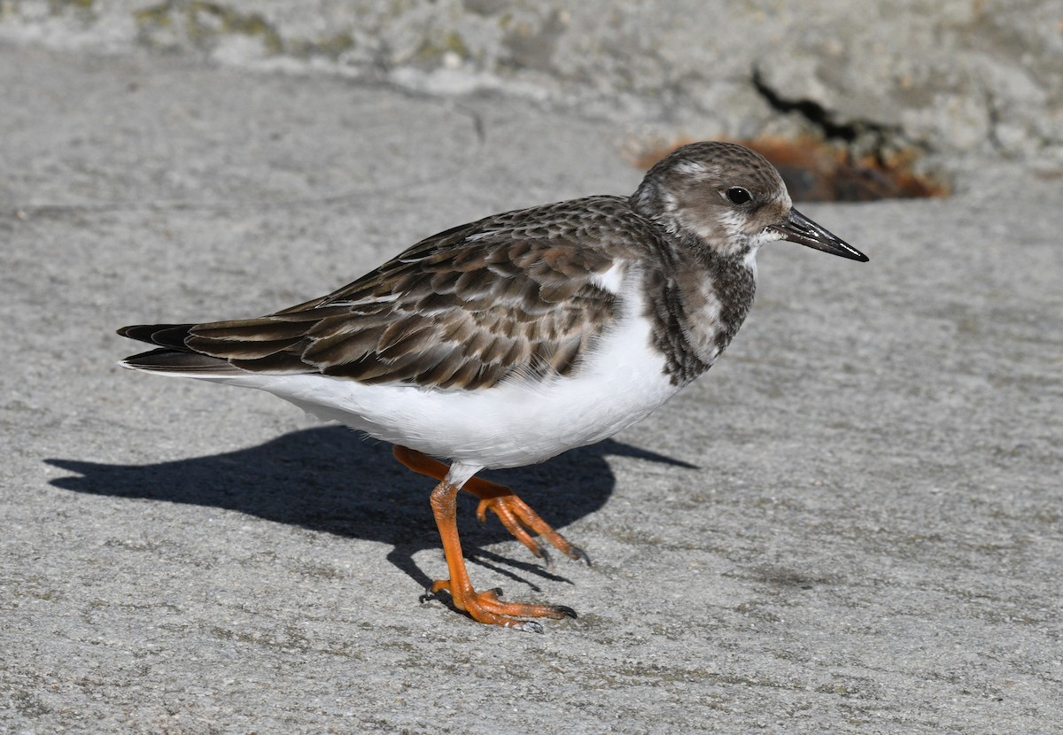 Ruddy Turnstone - ML646434227