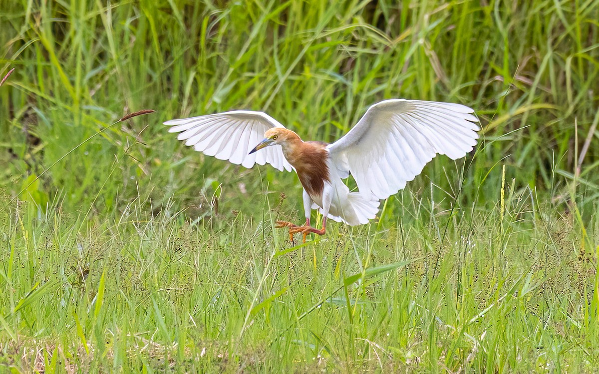 Javan Pond-Heron - ML646434230