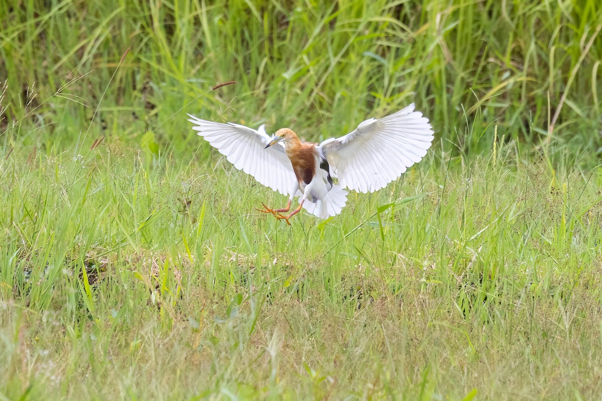 Javan Pond-Heron - ML646434231