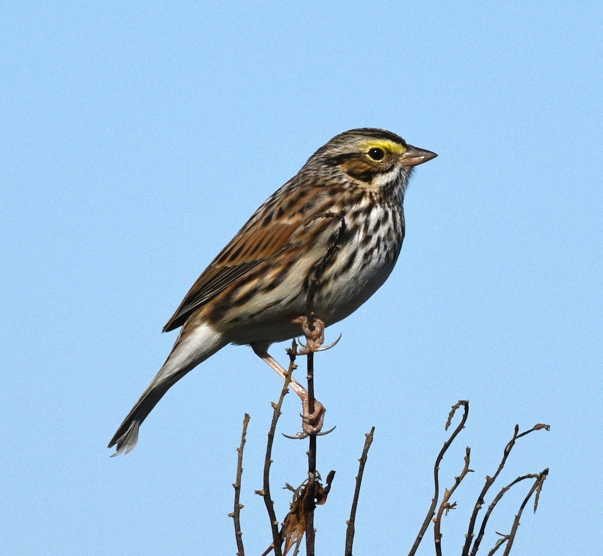 Savannah Sparrow - ML646434232