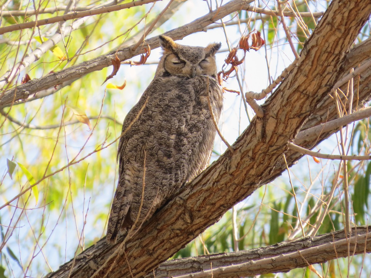 Great Horned Owl - ML646434234