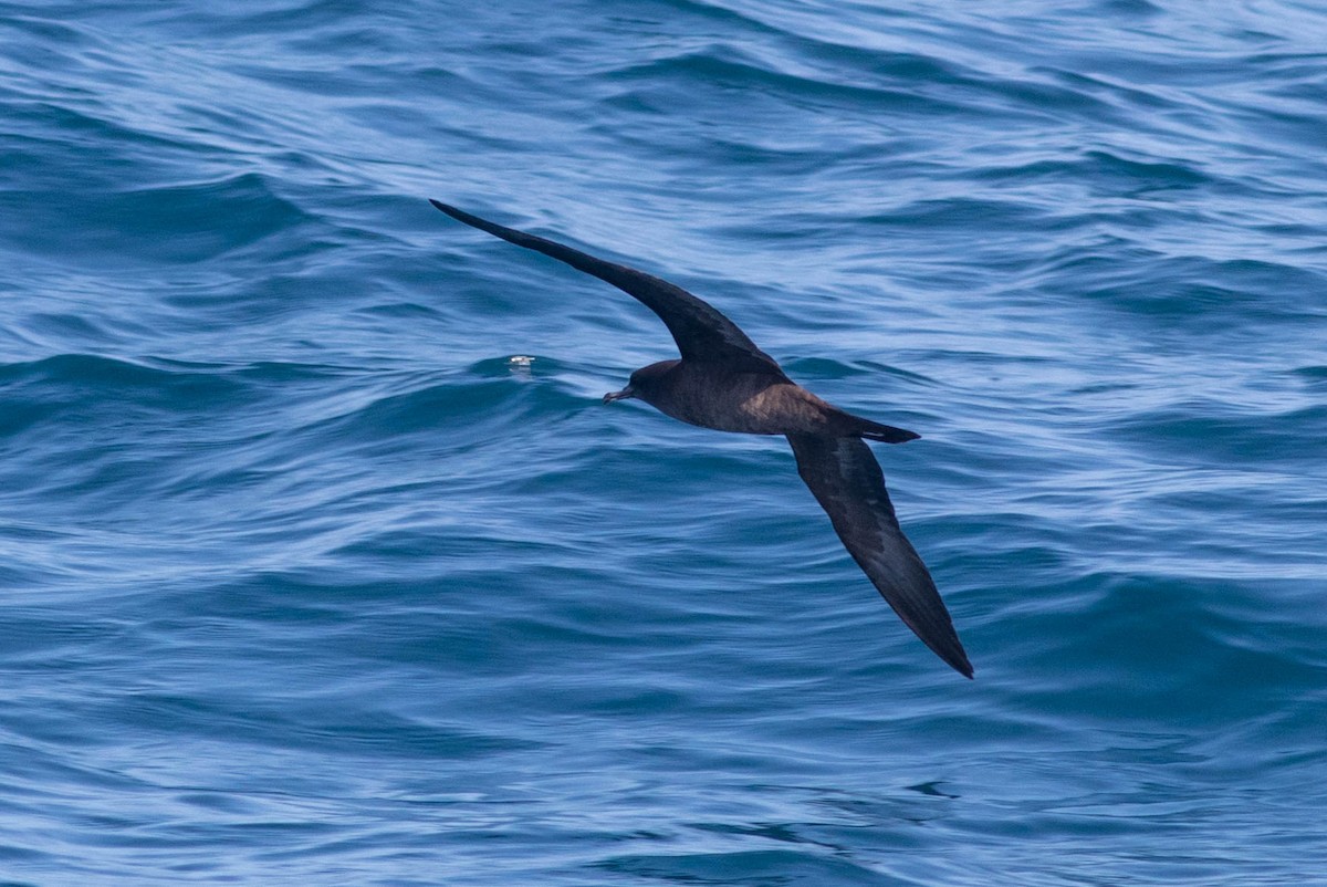 Wedge-tailed Shearwater - ML646434237