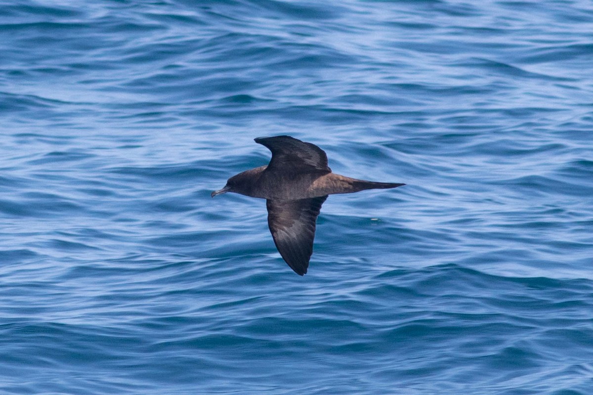 Wedge-tailed Shearwater - ML646434238
