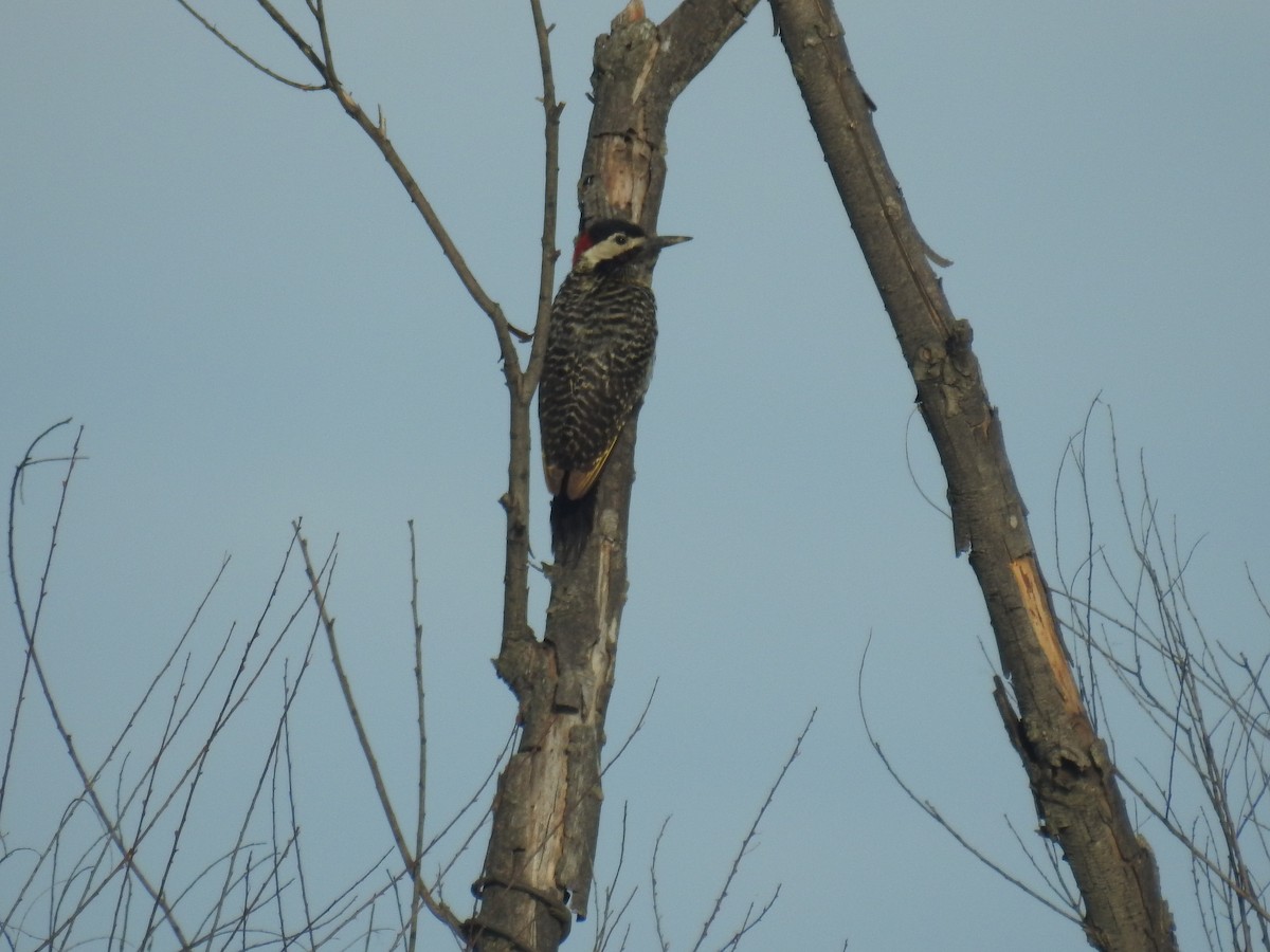 Декол плямистоволий - ML646434239