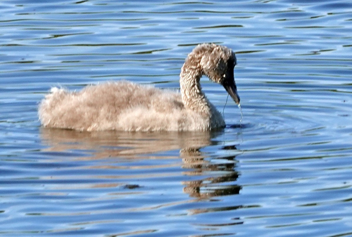 Лебідь чорний - ML646434241