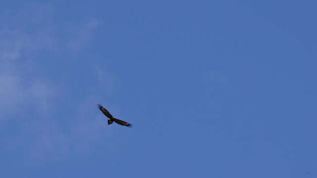 Wedge-tailed Eagle - ML646434245