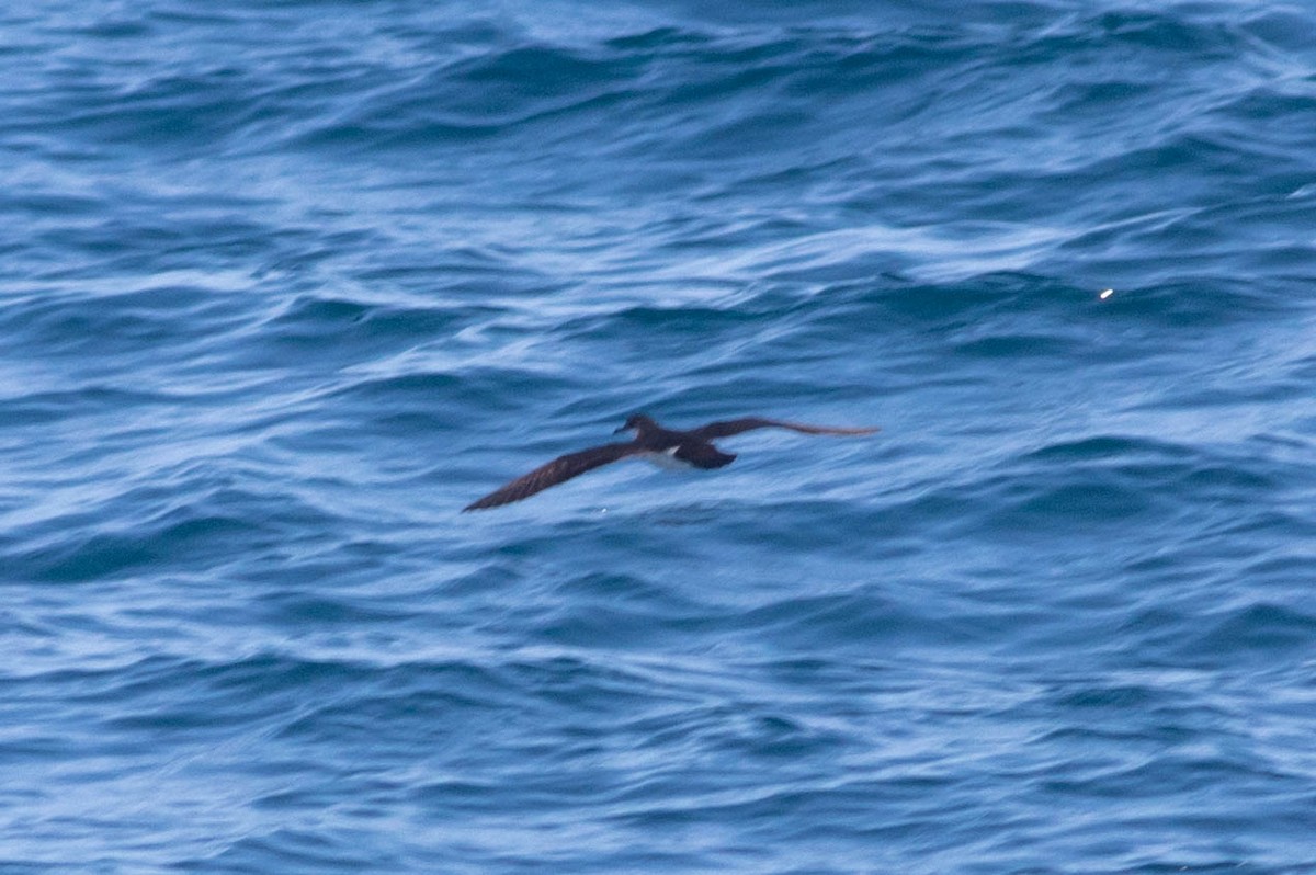 Tropical Shearwater - ML646434246