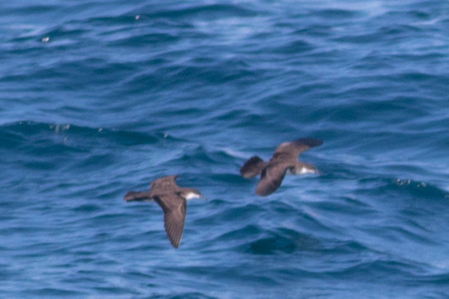 Tropical Shearwater - ML646434247