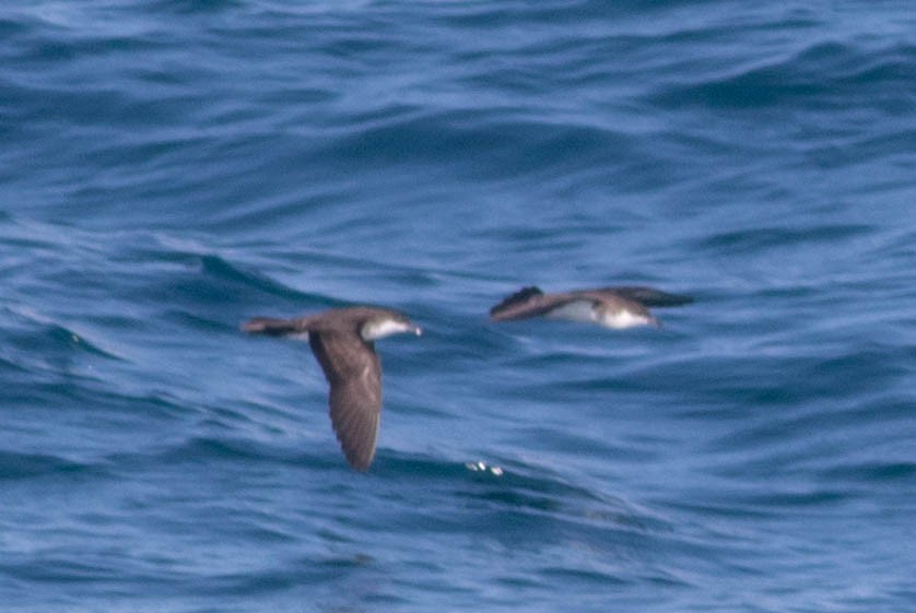 Tropical Shearwater - ML646434248