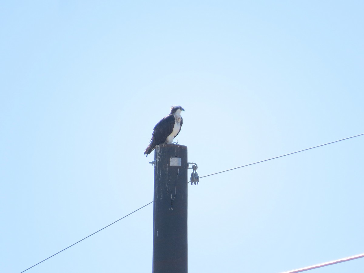 שלך - ML646434249