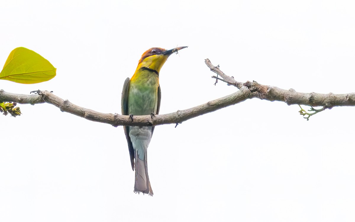 Chestnut-headed Bee-eater - ML646434250