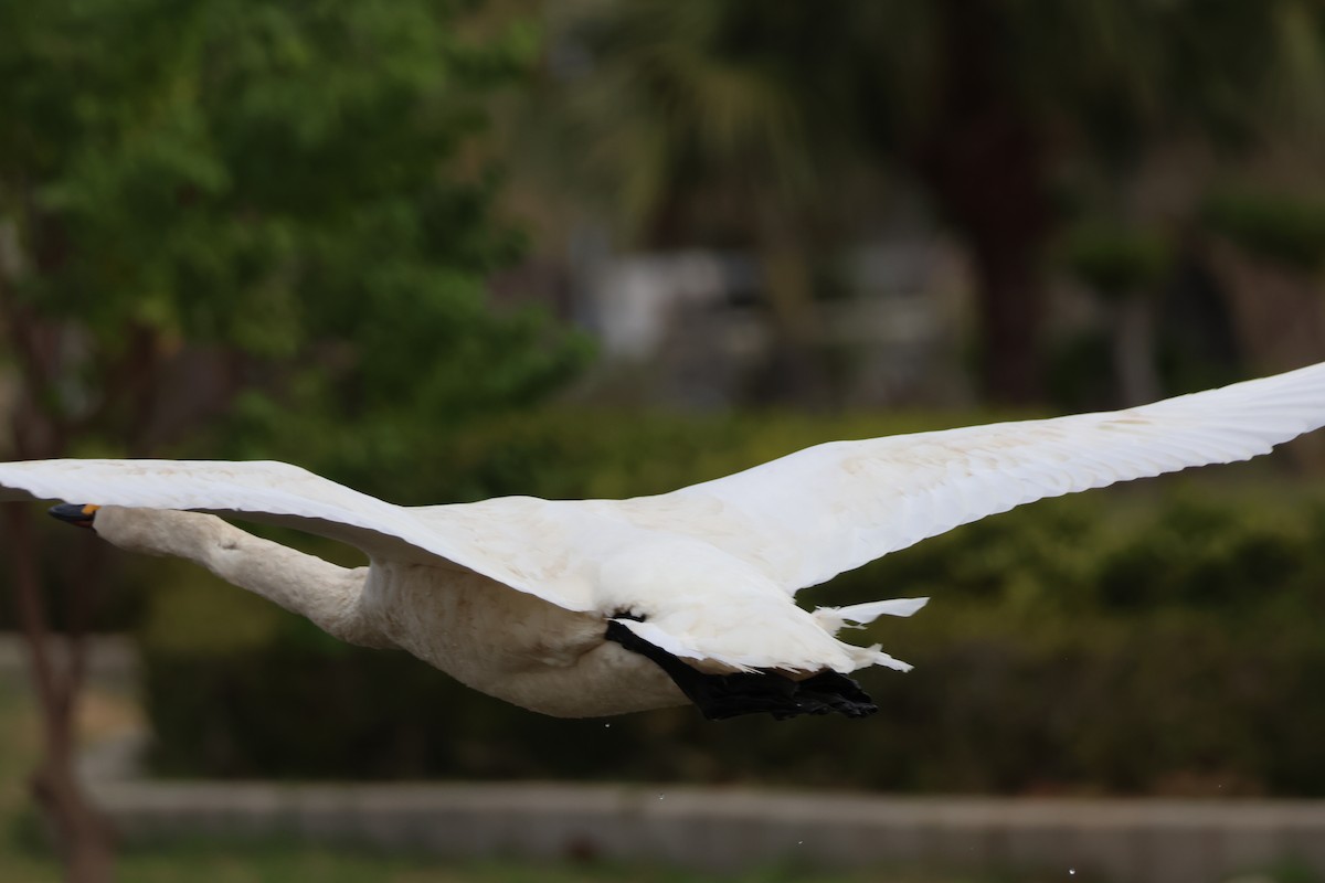 ברבור קטן - ML646434251
