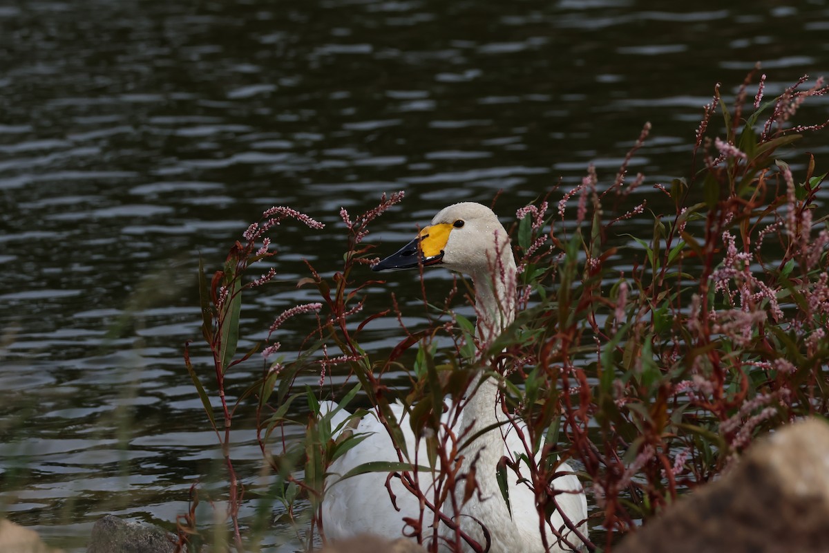 ברבור קטן - ML646434252