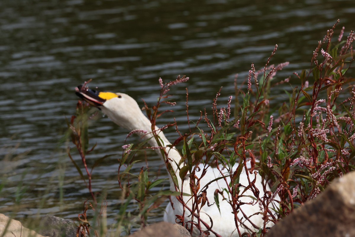 ברבור קטן - ML646434253