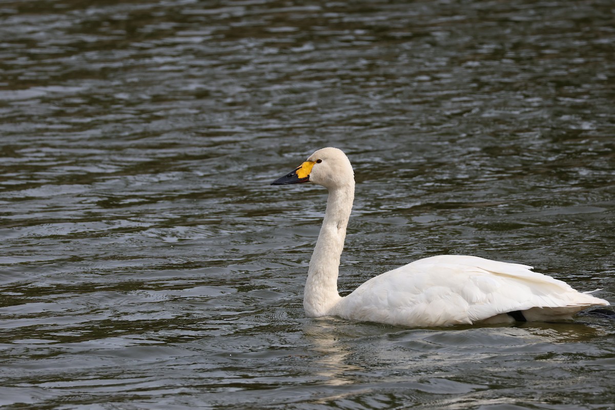 ברבור קטן - ML646434254