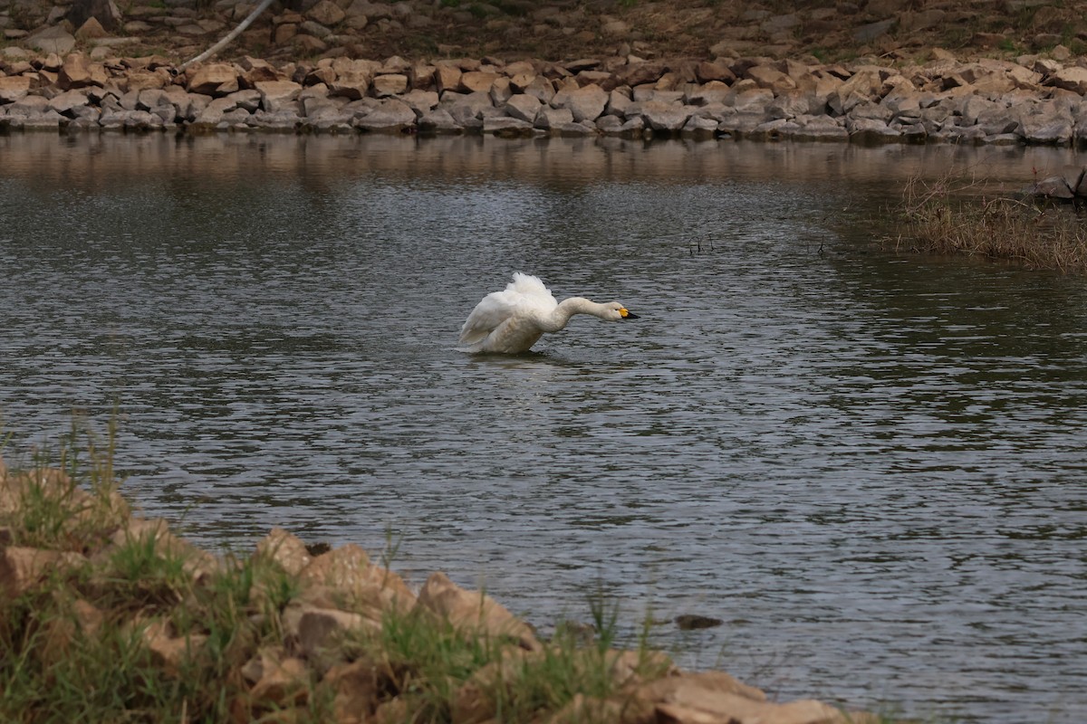 ברבור קטן - ML646434255