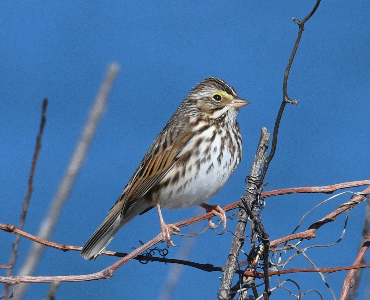 Savannah Sparrow - ML646434258