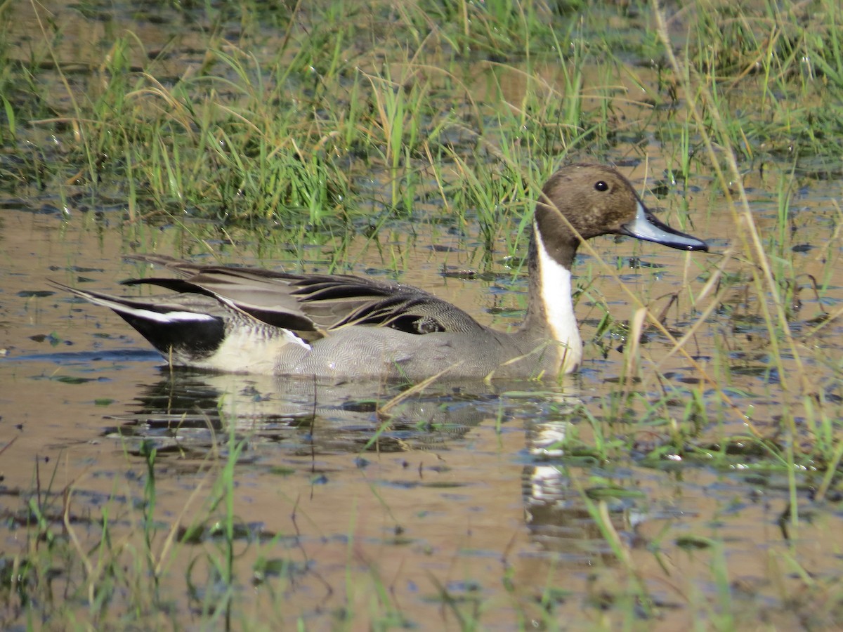 Northern Pintail - ML646434260