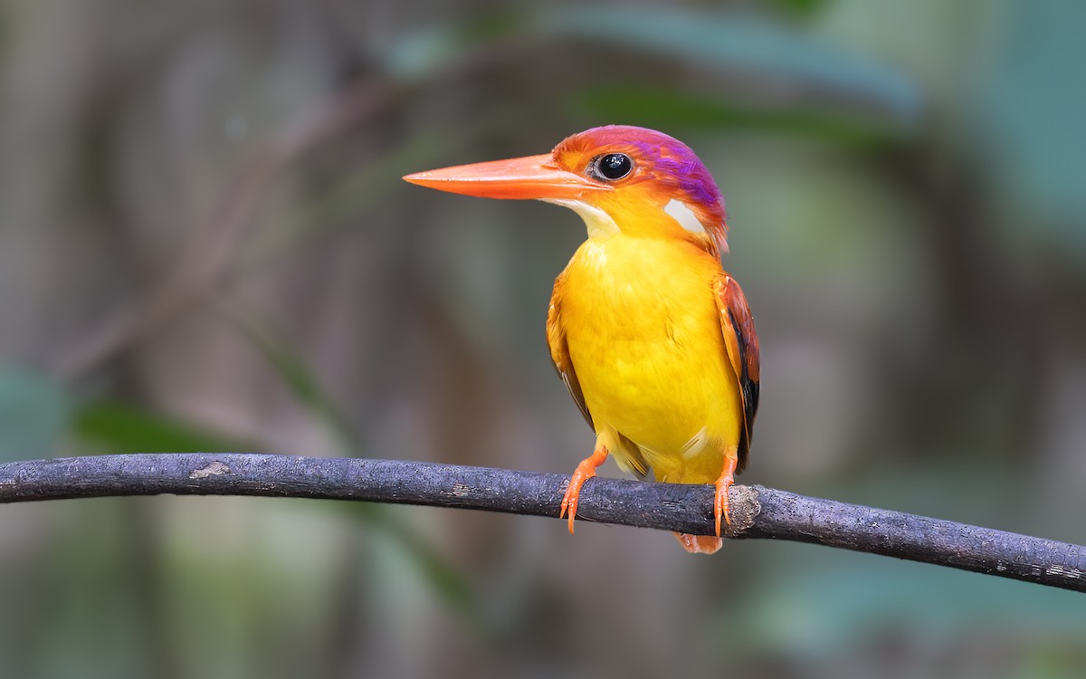Rufous-backed Dwarf-Kingfisher - ML646434262