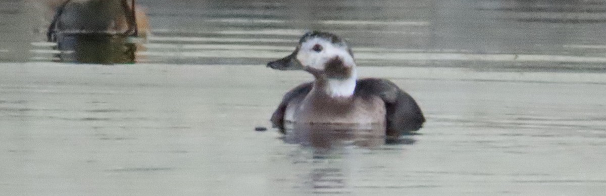Long-tailed Duck - ML646434263