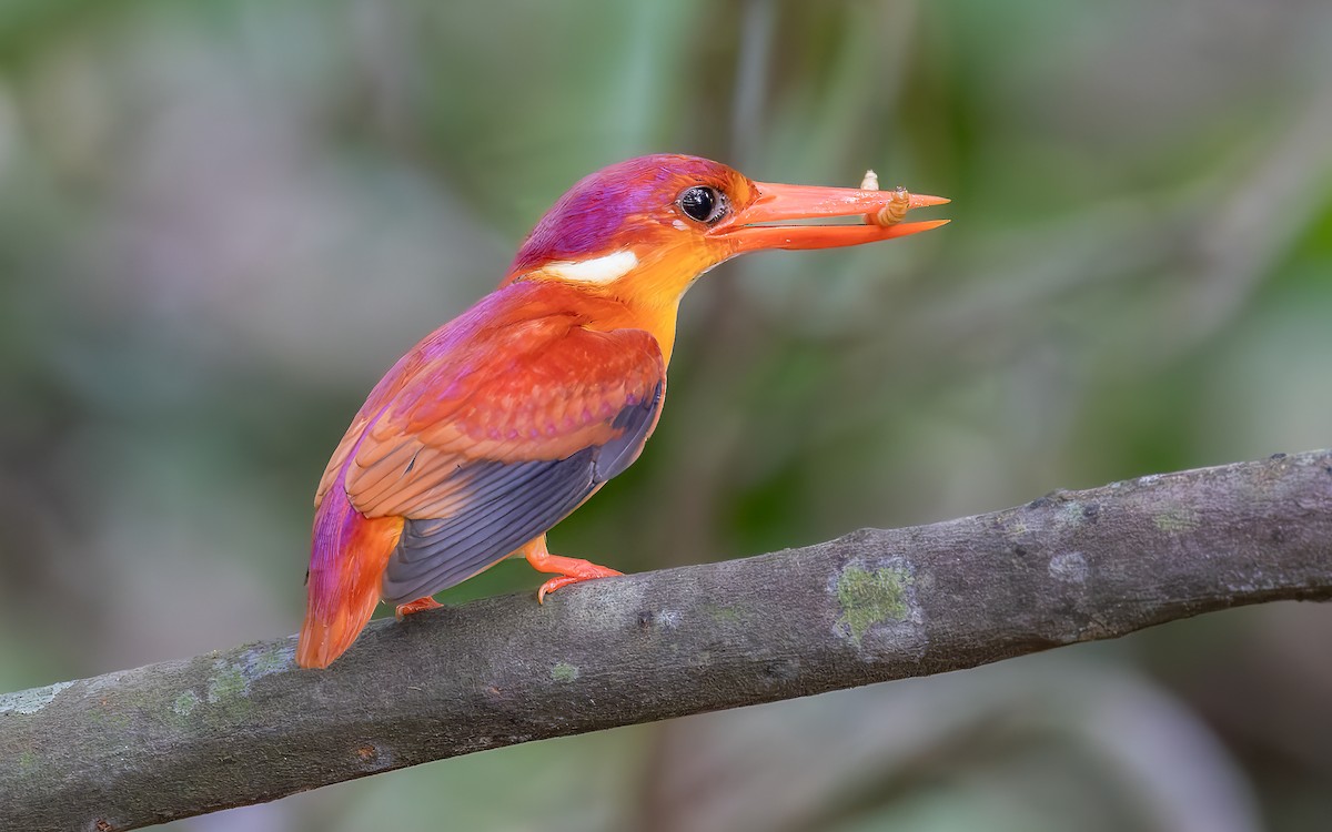 Rufous-backed Dwarf-Kingfisher - ML646434264