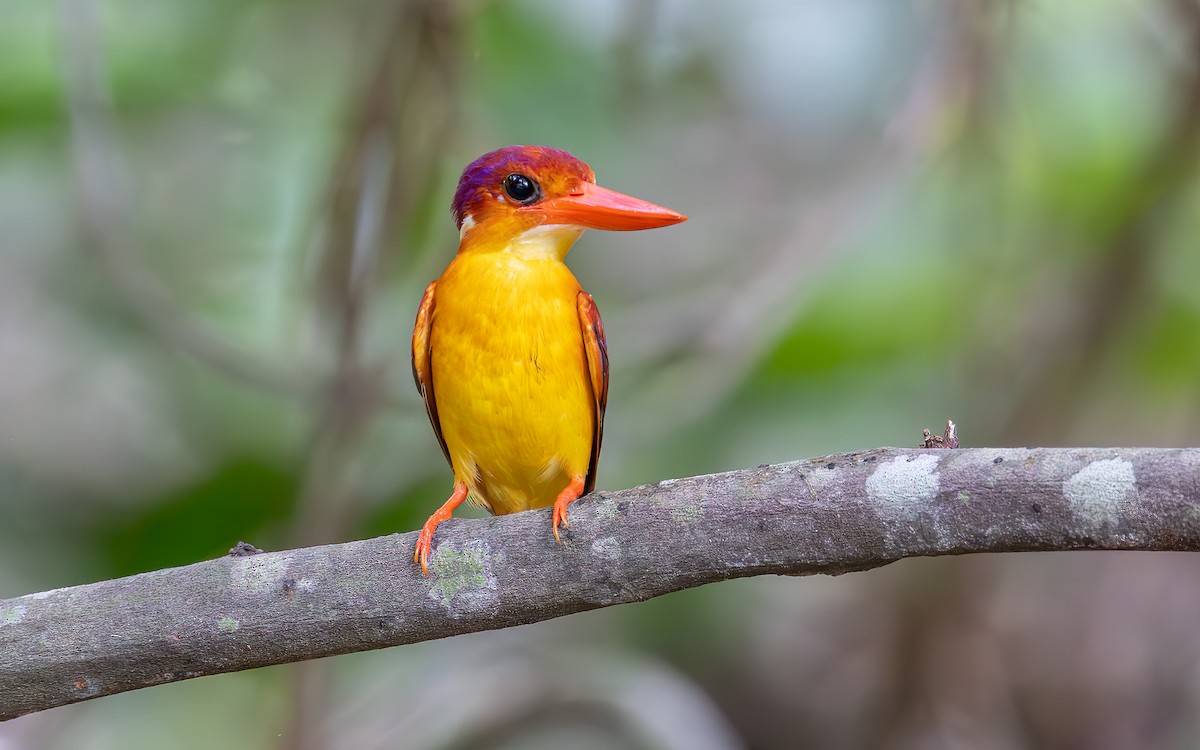 Rufous-backed Dwarf-Kingfisher - ML646434265