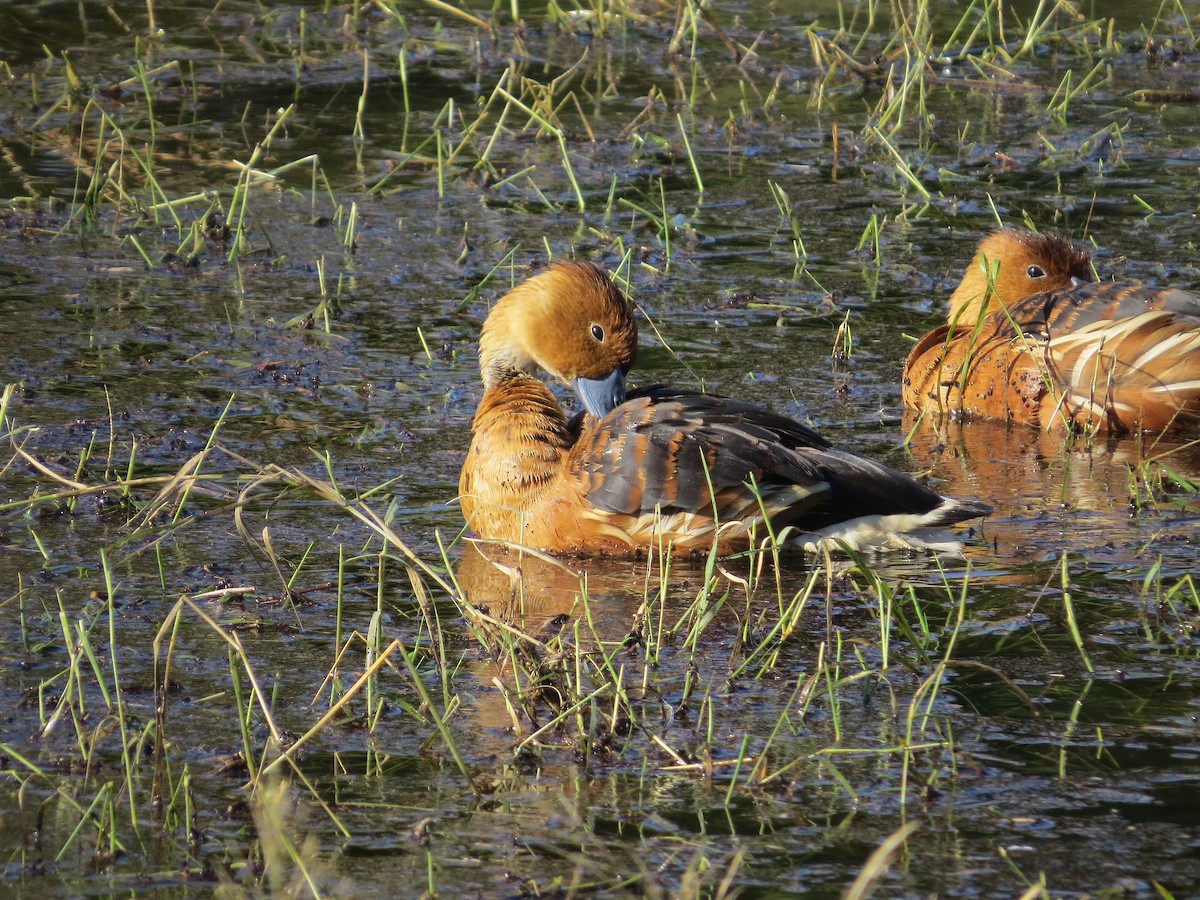 Fulvous Whistling-Duck - ML646434266