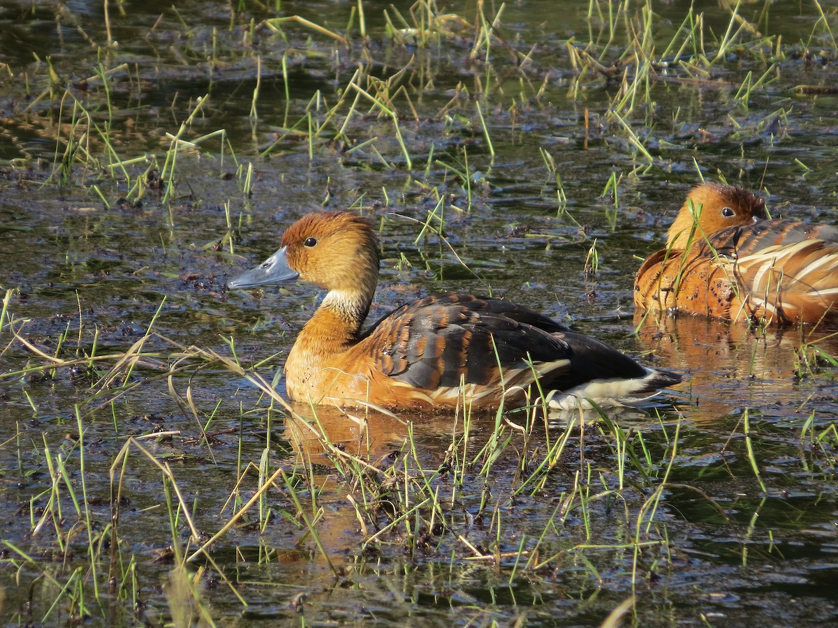 Fulvous Whistling-Duck - ML646434267