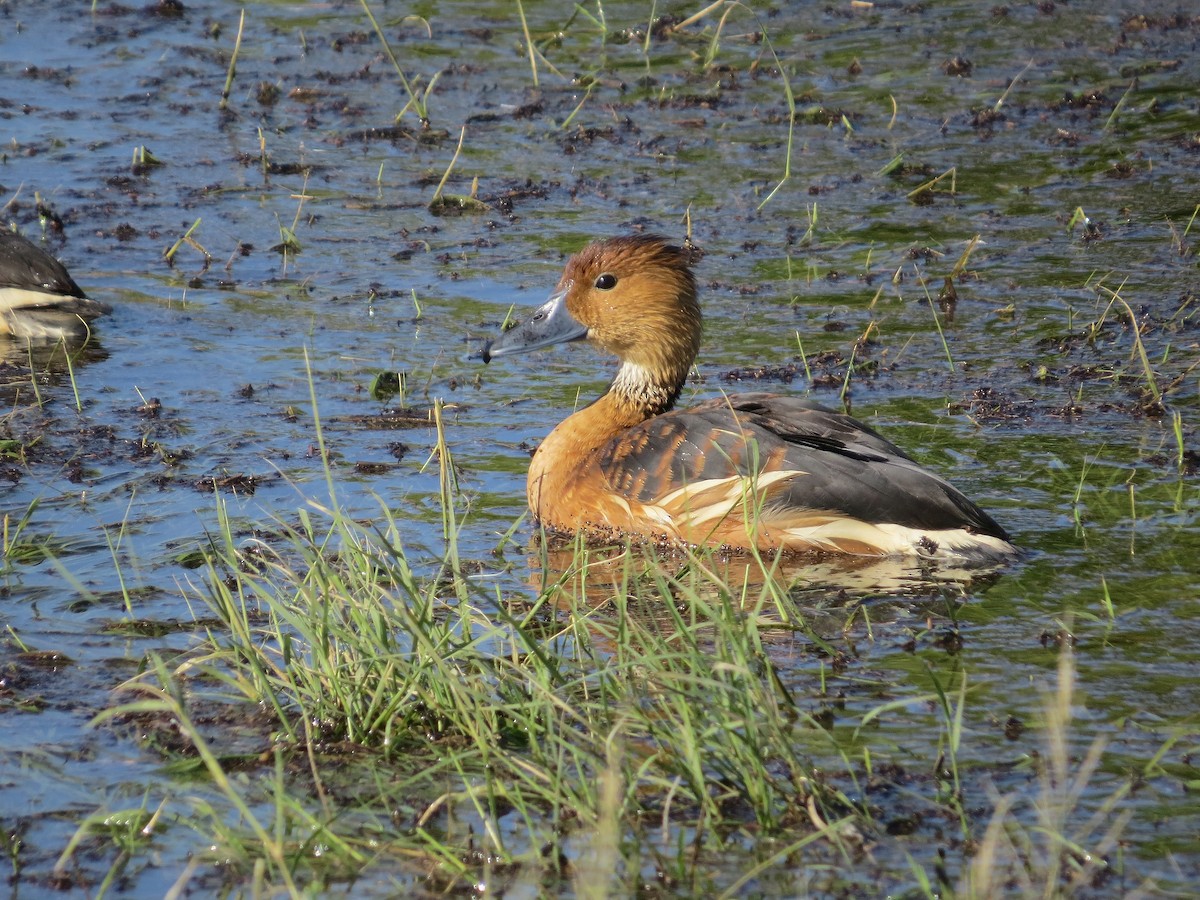 Fulvous Whistling-Duck - ML646434268