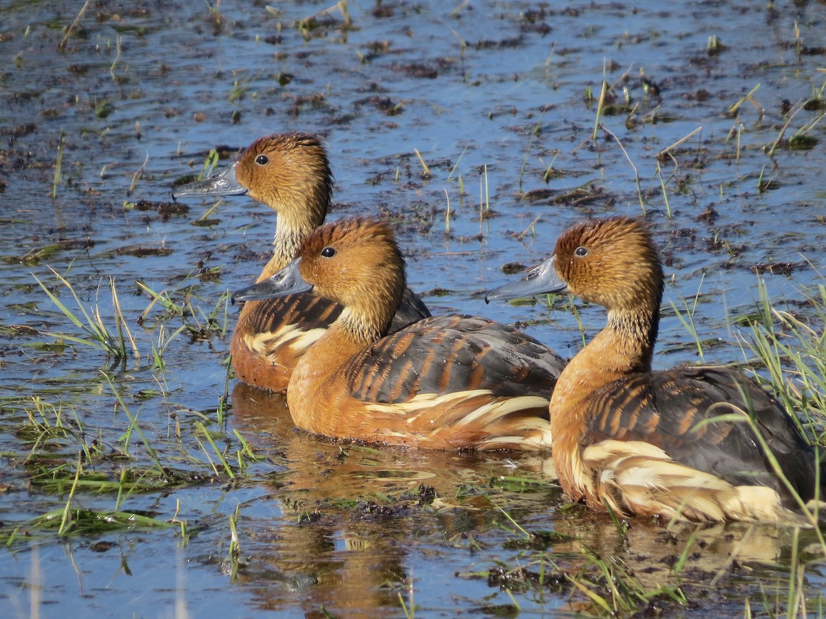Fulvous Whistling-Duck - ML646434269