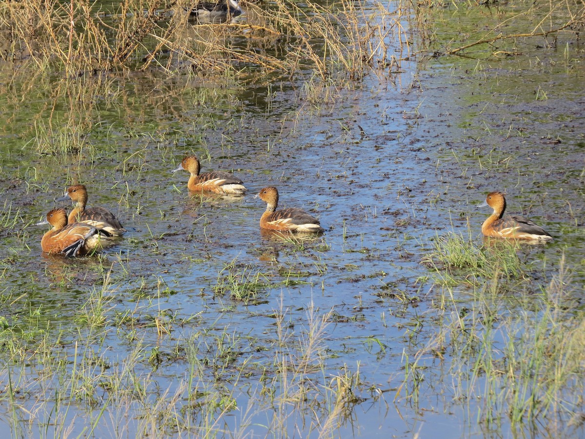 Fulvous Whistling-Duck - ML646434270
