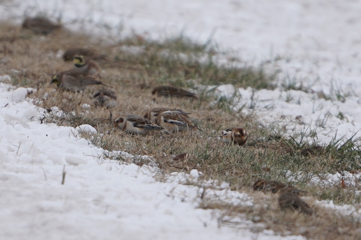 Snow Bunting - ML646434271