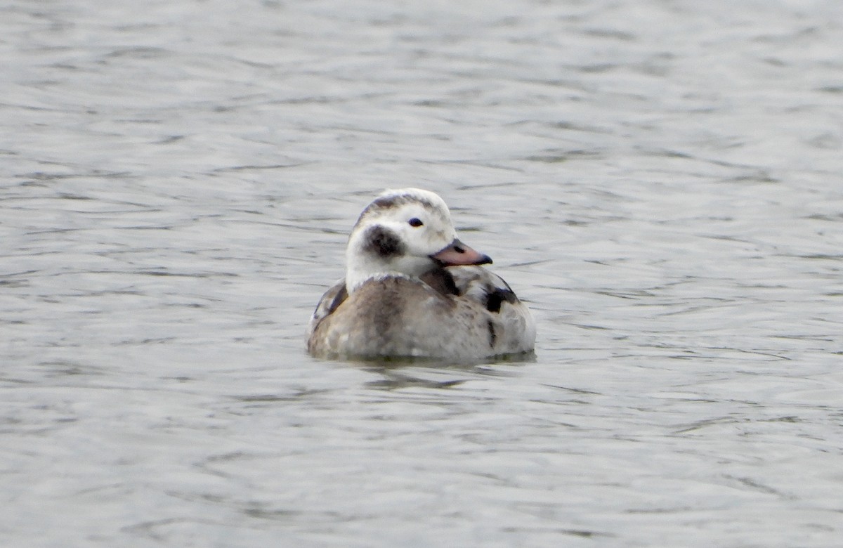 hoholka lední - ML646434273