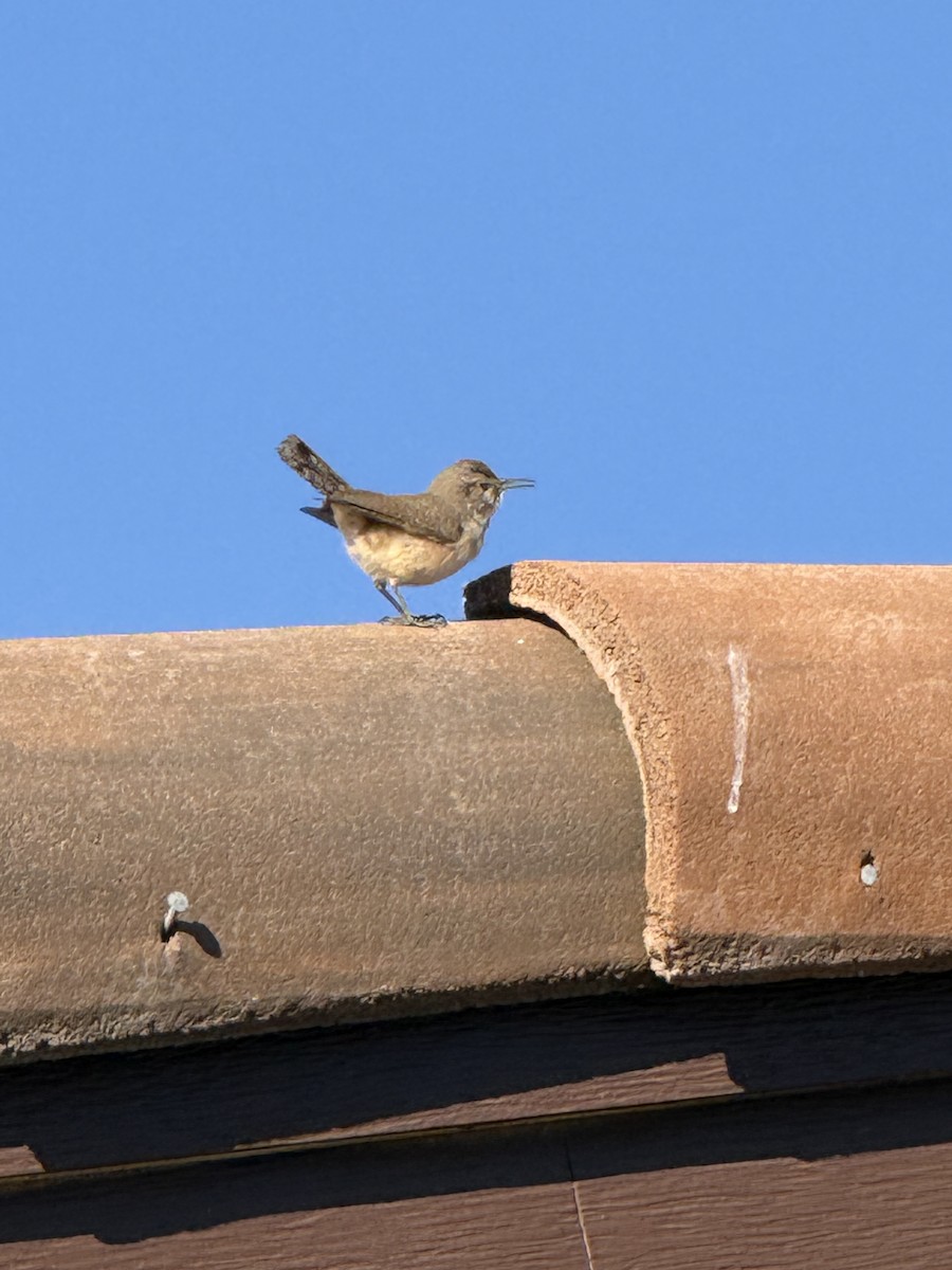 střízlík skalní - ML646434275