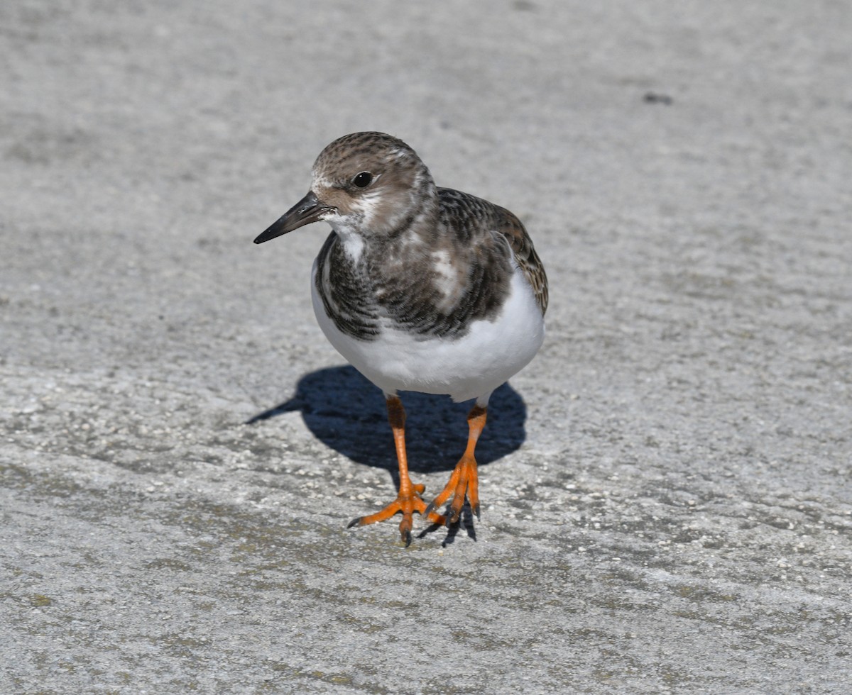 Ruddy Turnstone - ML646434276