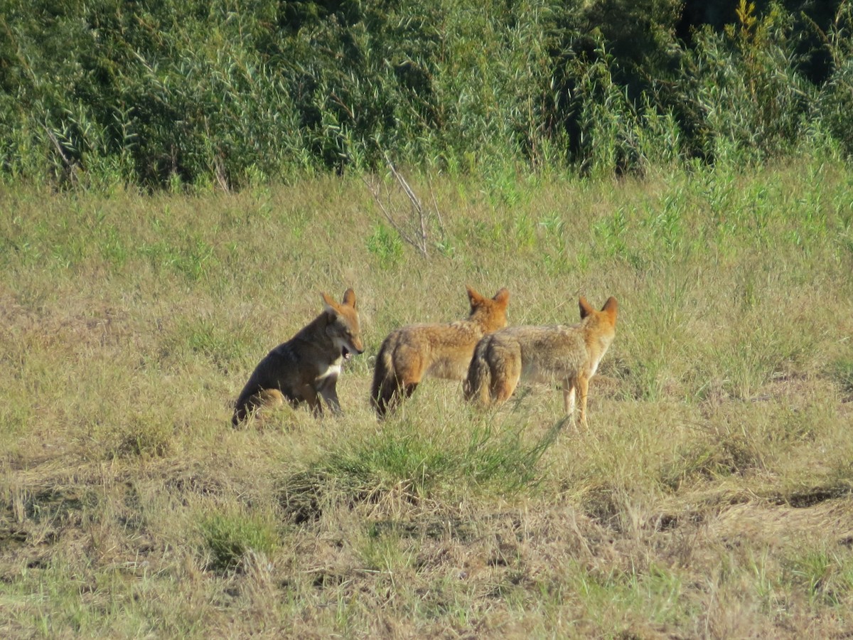 Coyote - ML646434277