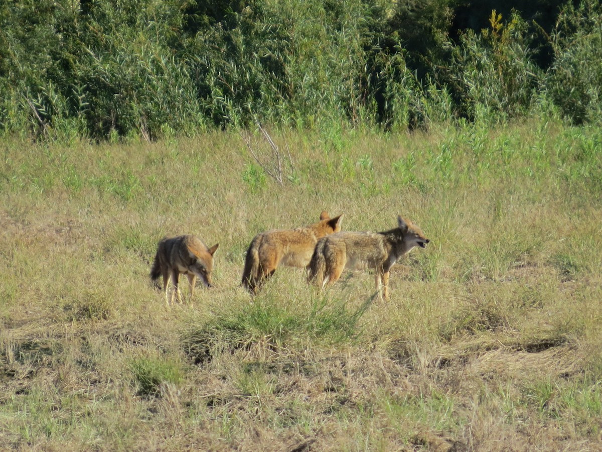 Coyote - ML646434279