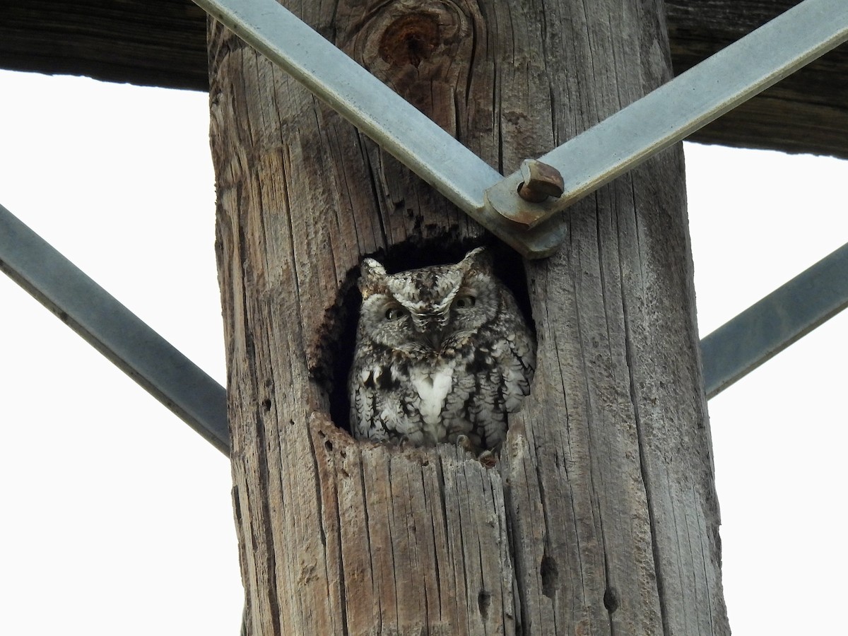 Eastern Screech-Owl - ML646434280