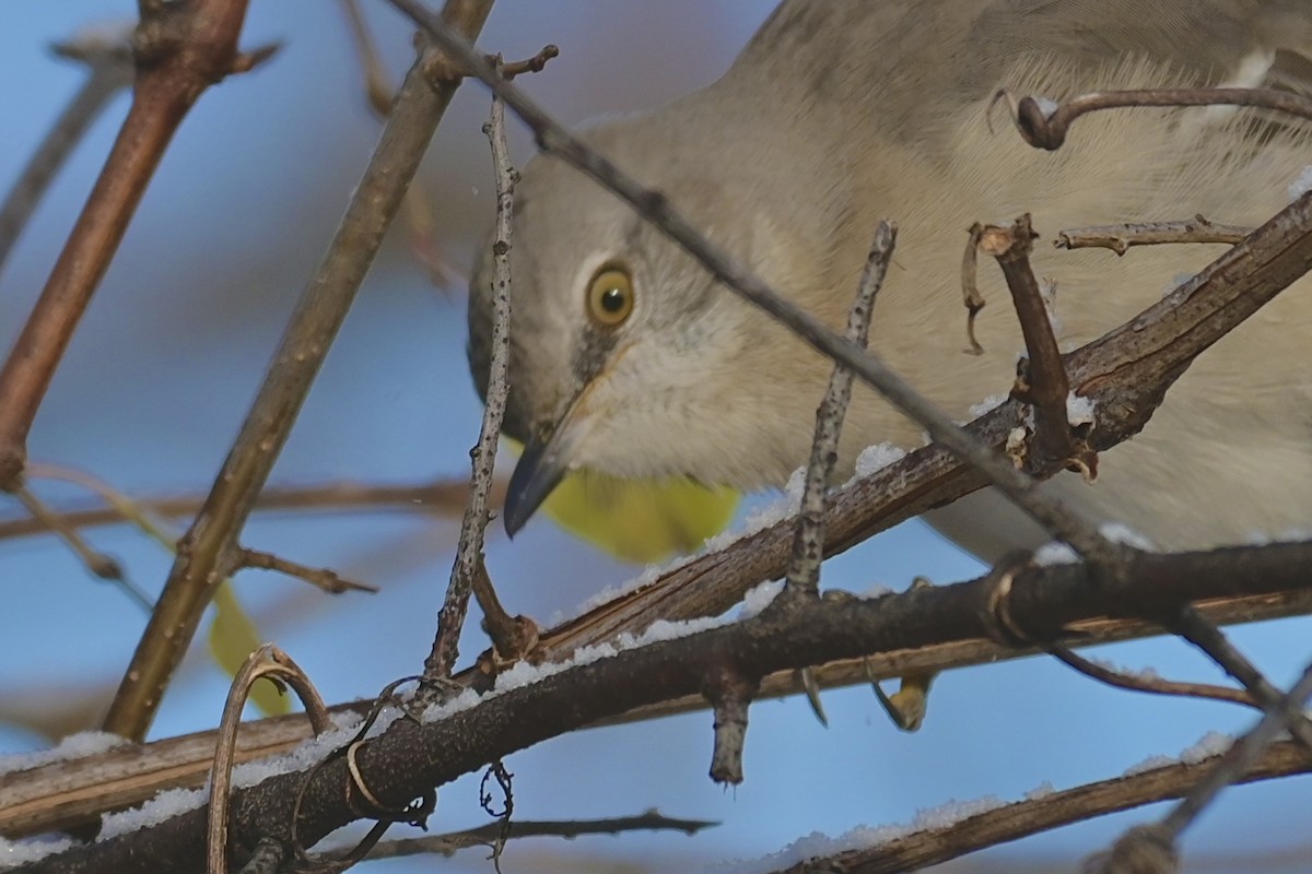 Kuzeyli Taklitçi - ML646434281