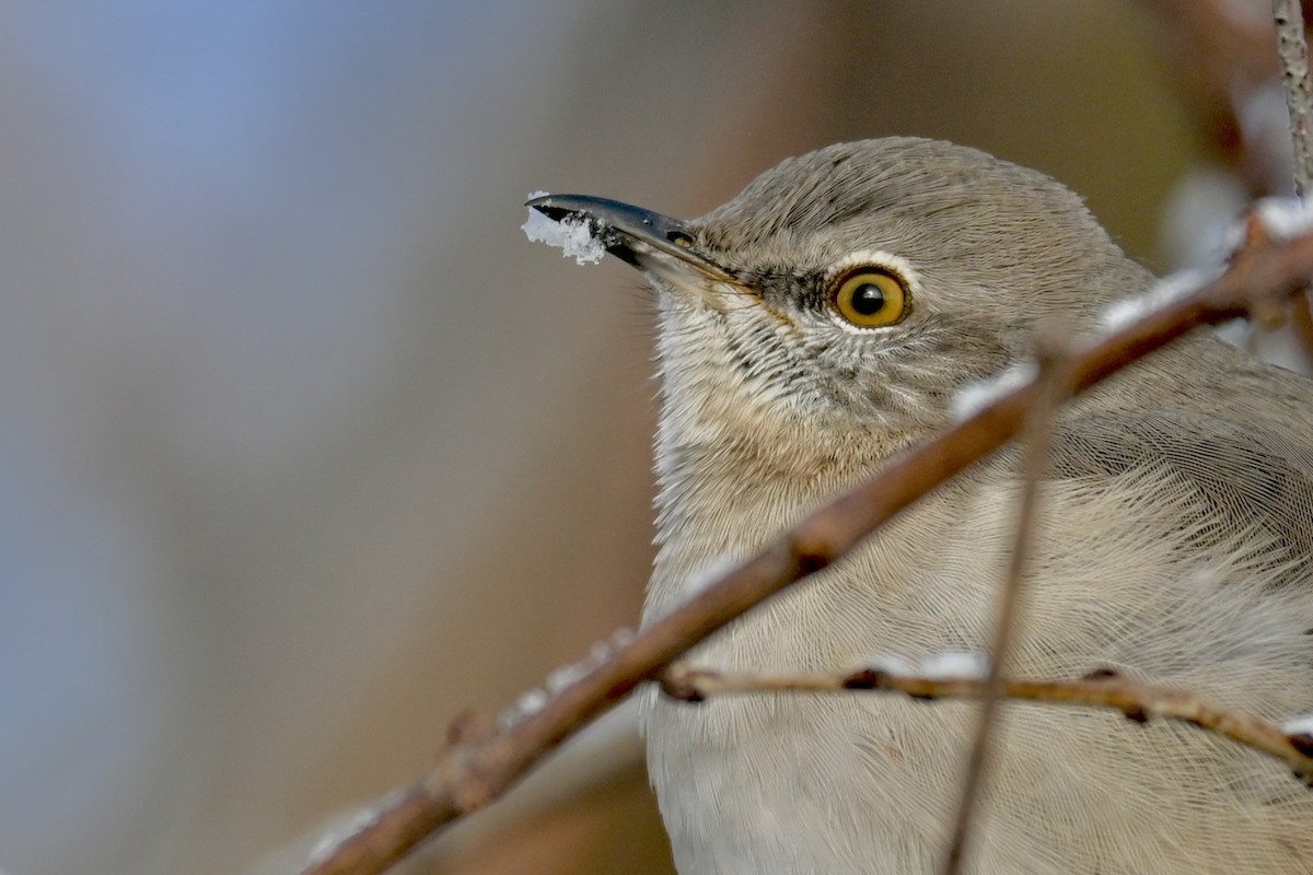 Kuzeyli Taklitçi - ML646434283