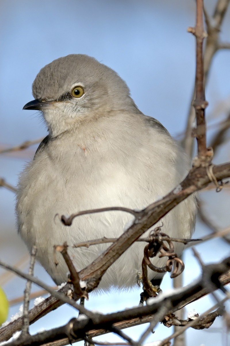 Kuzeyli Taklitçi - ML646434284