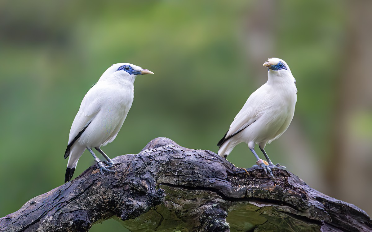 Bali Myna - ML646434285