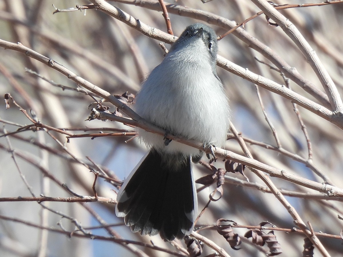 Black-tailed Gnatcatcher - ML646434286