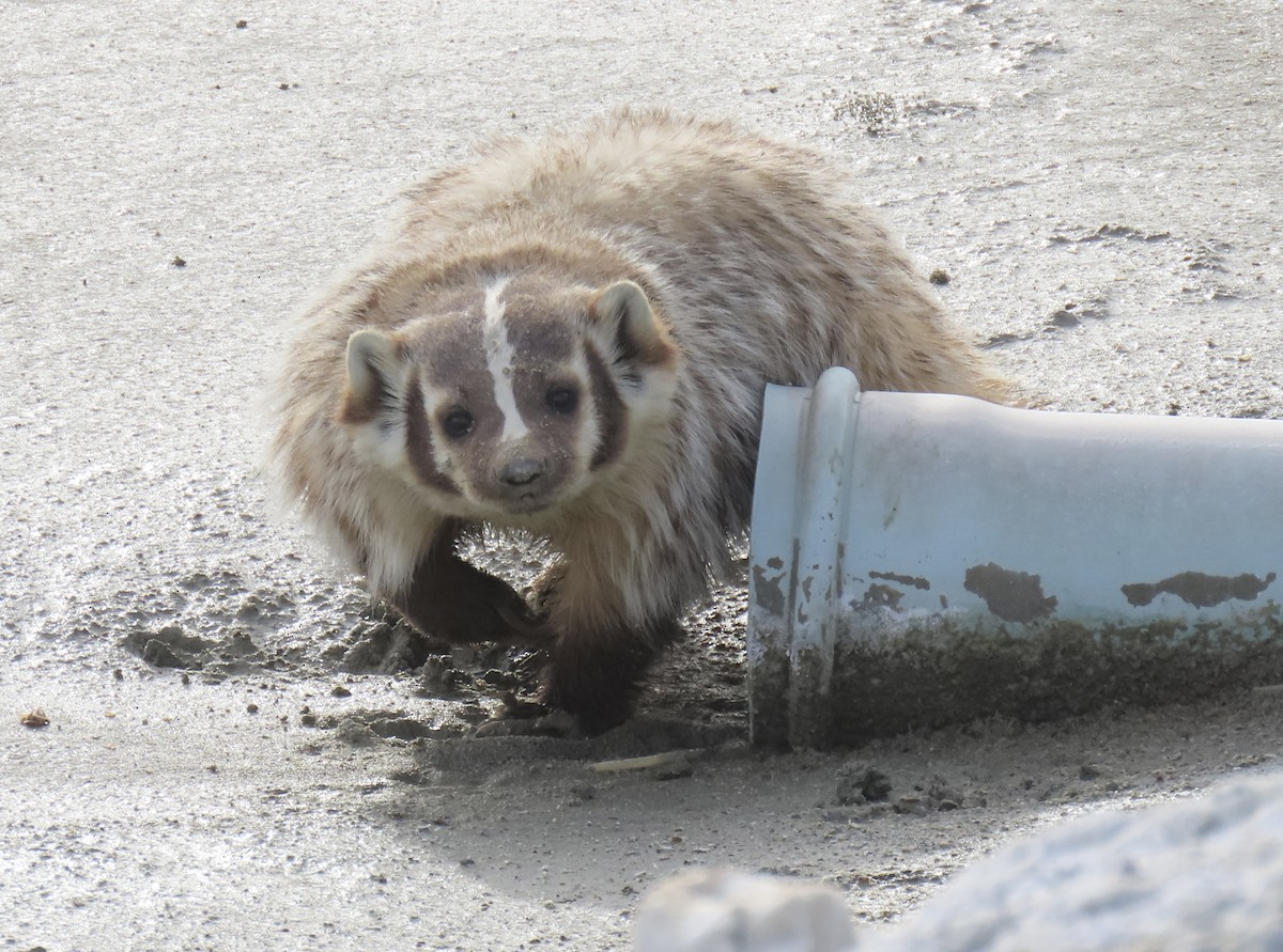 American Badger - ML646434287