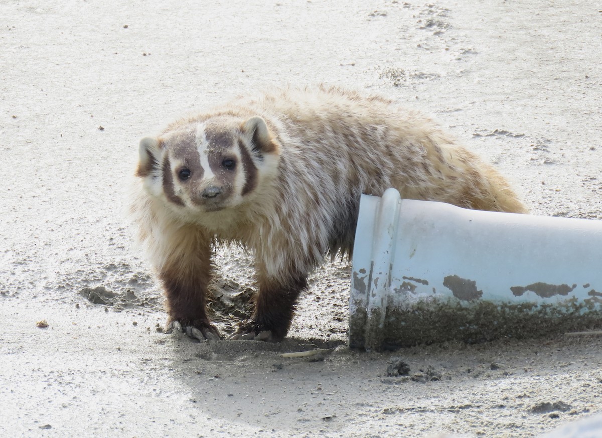 American Badger - ML646434288