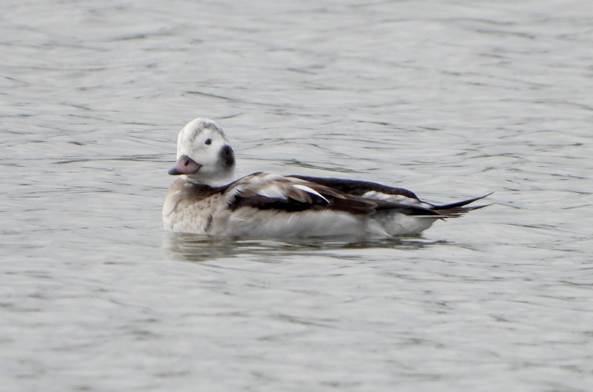 hoholka lední - ML646434290